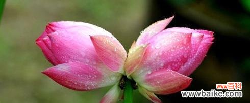 并蒂莲花语的深刻内涵与人生启示 并蒂莲花