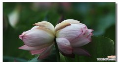 并蒂莲花语的深刻内涵与人生启示 并蒂莲花