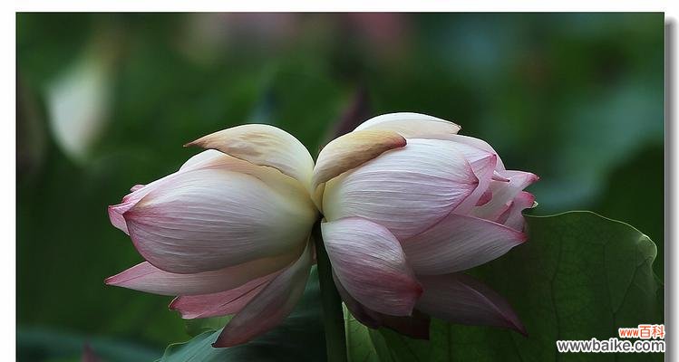 并蒂莲花语的深刻内涵与人生启示 并蒂莲花