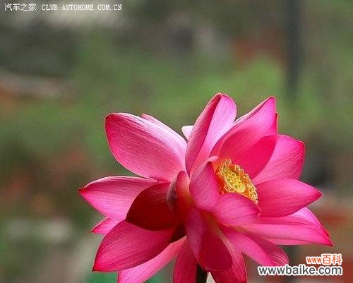 和谐共生的花朵与爱情的奇迹 并蒂莲的花语与爱情的象征