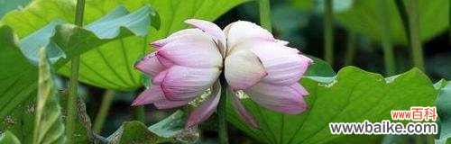 和谐共生的花朵与爱情的奇迹 并蒂莲的花语与爱情的象征