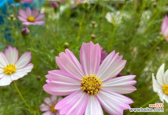 探寻大波斯菊的花语与象征，领悟其独特之美 大波斯菊