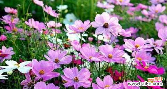 探寻大波斯菊的花语与象征，领悟其独特之美 大波斯菊