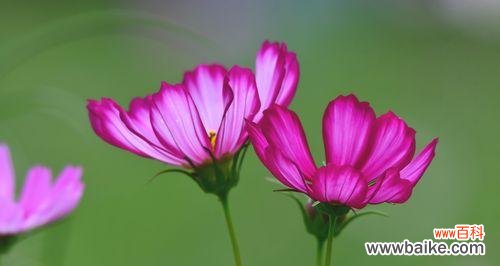 揭秘波斯菊的花语及其源起 以波斯菊的花语波斯菊的传说