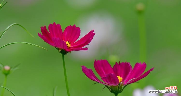 揭秘波斯菊的花语及其源起 以波斯菊的花语波斯菊的传说