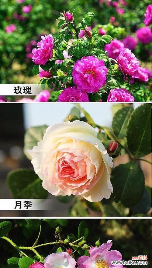 解读不同颜色的玫瑰花所代表的情感与寓意 玫瑰花颜色的隐含含义