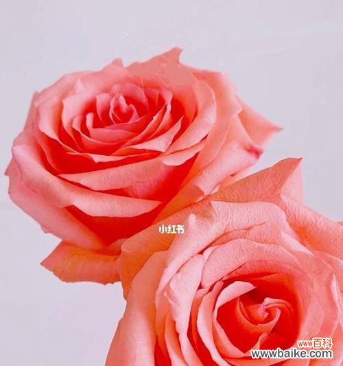 解读不同颜色的玫瑰花所代表的情感与寓意 玫瑰花颜色的隐含含义