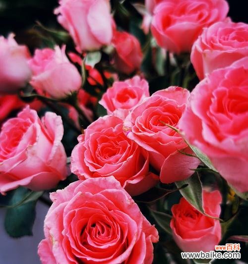 解读不同颜色的玫瑰花所代表的情感与寓意 玫瑰花颜色的隐含含义