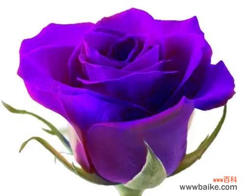 绽放吧,花语的世界——不同颜色玫瑰花的花语揭秘 玫瑰花语的奥秘