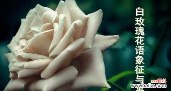 绽放吧,花语的世界——不同颜色玫瑰花的花语揭秘 玫瑰花语的奥秘