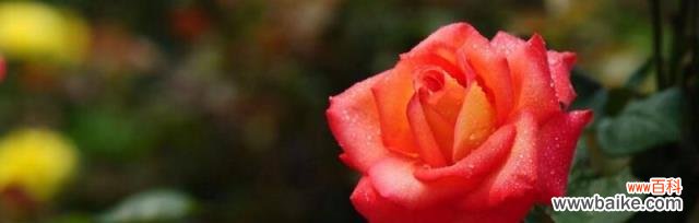 玫瑰花朵数与情感的象征 玫瑰花的不同朵数代表意义