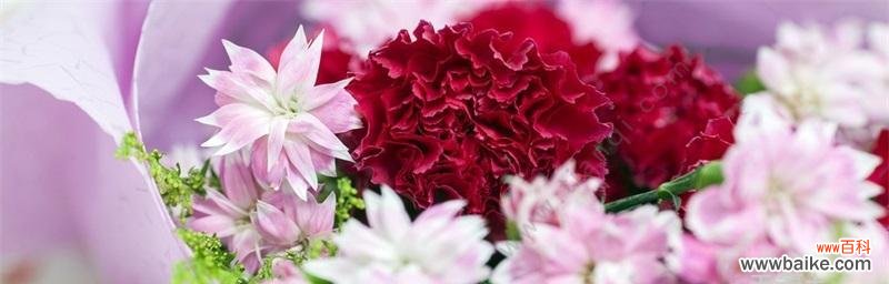 不同颜色康乃馨所代表的情感与寓意 康乃馨花语之色彩绽放