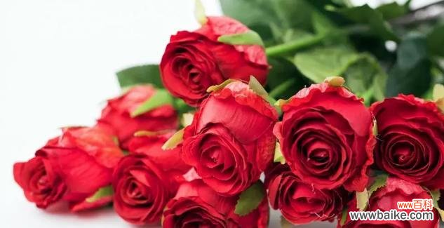 探索玫瑰花色彩的含义，了解花语的秘密 玫瑰花的不同颜色和它们所代表的意义