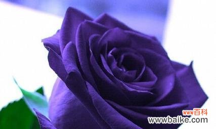 探索玫瑰花色彩的含义，了解花语的秘密 玫瑰花的不同颜色和它们所代表的意义