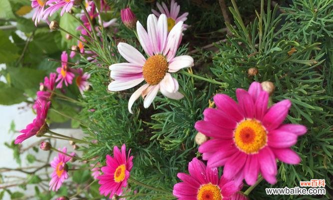 用不同颜色的雏菊传递不同的情感和祝福 缤纷雏菊花语与寓意