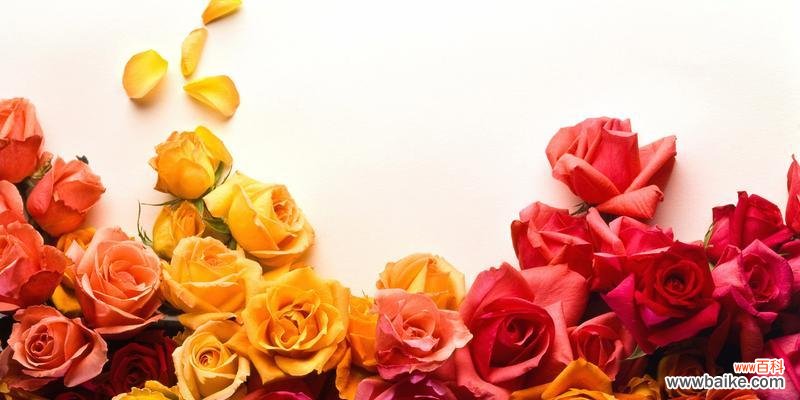不同颜色玫瑰花的含义及象征意义 玫瑰花的含义与色彩
