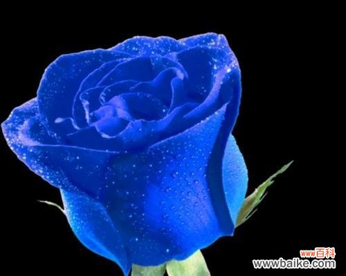 以不同颜色玫瑰花的花语为主题的意义与传承 花开不同色,语意千变万化