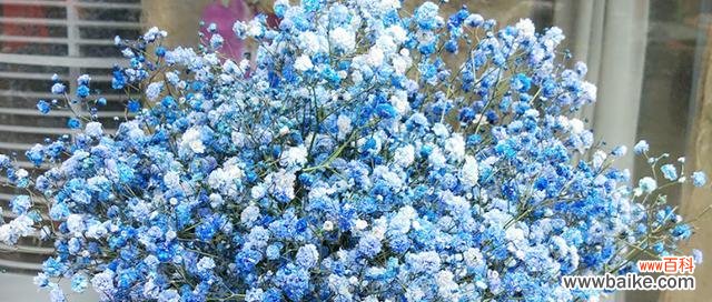 绚丽多彩,情感绽放的满天星花语 五彩缤纷的满天星花语与寓意