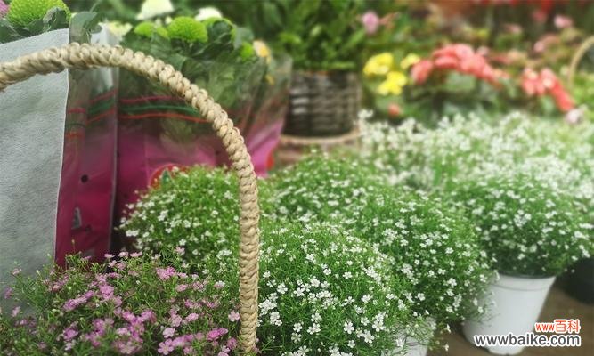 绚丽多彩,情感绽放的满天星花语 五彩缤纷的满天星花语与寓意