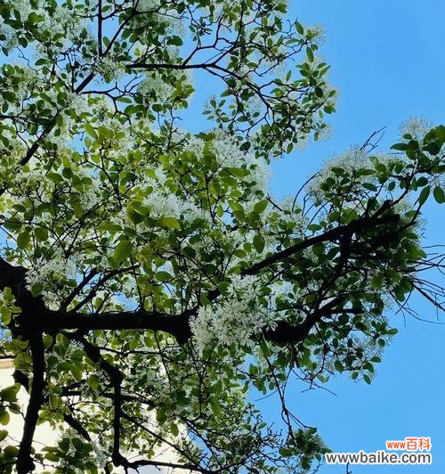 绽放着自由与希望的美丽 《流苏花的花语与寓意》