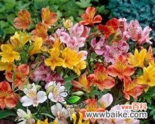 探寻以六出花的花语之美 以六出花的花语