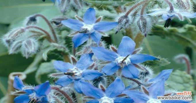 以琉璃苣花语的意义和传承 以琉璃苣花语解读