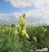 柳穿鱼——中国传统文化中的寓意与象征 柳穿鱼的花语与文化背景