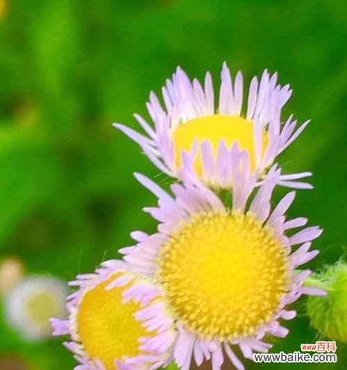 用花朵的语言表达离别情愫 六月菊花语