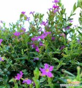 探寻六月雪的秘密 六月雪的花语和寓意