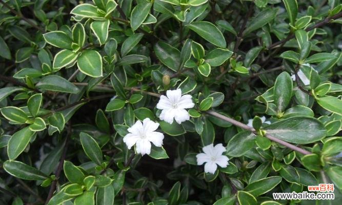 探寻冰雪与温暖的共生之道 六月雪