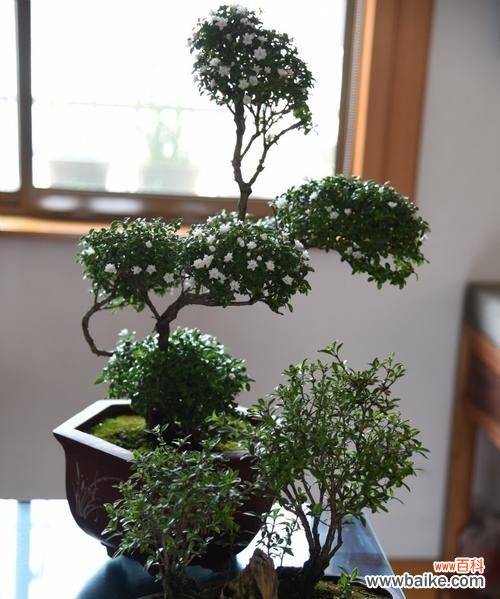 一场夏季的奇迹 六月雪盆栽