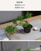 探寻六月雪盆景的美丽与深意 六月雪盆景的寓意与魅力