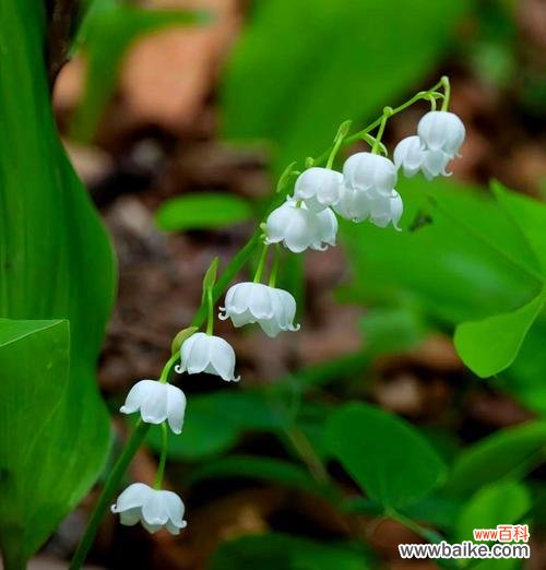 铃兰花的花语和寓意有哪些细节?