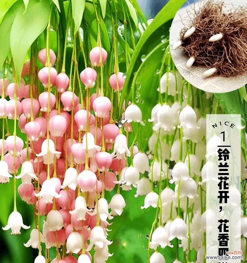 铃兰花的花语和寓意有哪些细节?