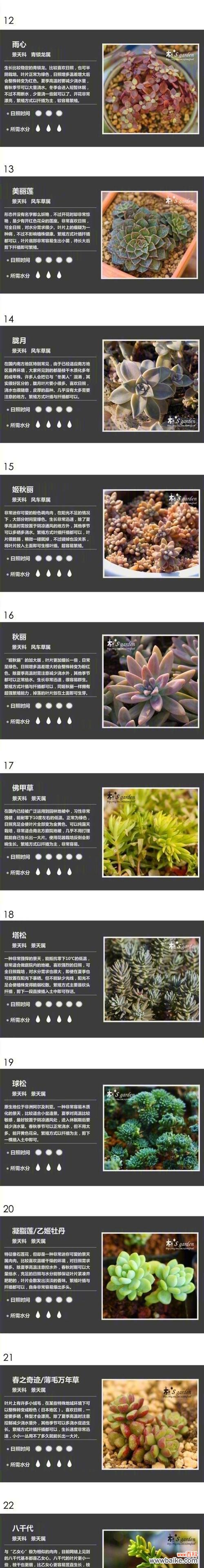 多肉植物的花语是什么?它们有何寓意?