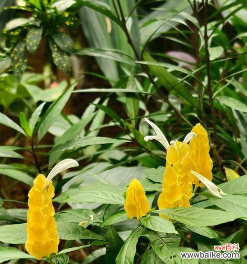 善宝腼腆的爱花语是什么意思?它代表了什么?