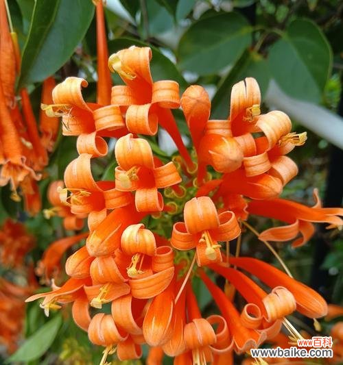 善宝腼腆的爱花语是什么意思?它代表了什么?