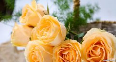 11朵黄玫瑰代表什么含义？