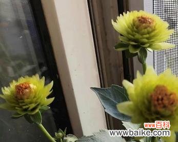 窗台上的玫瑰花寓意是什么?它传递了哪些信息?