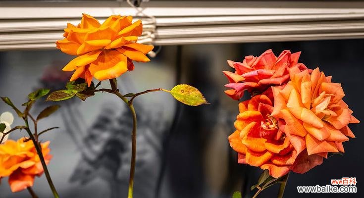 窗台上的玫瑰花寓意是什么?它传递了哪些信息?