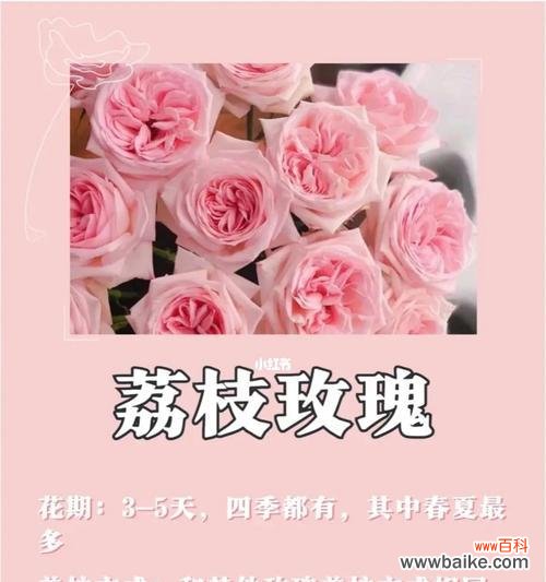 单身玫瑰的花语代表什么?