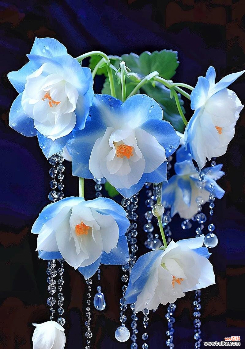 殿下赠送的花代表什么？