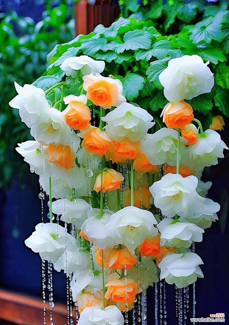 殿下赠送的花代表什么？