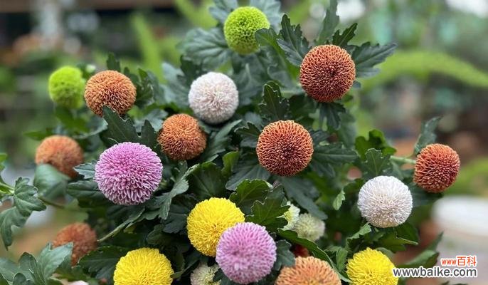 乒乓菊的花语有哪些?它代表了怎样的情感?