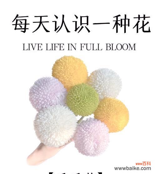 乒乓菊的花语有哪些?它代表了怎样的情感?