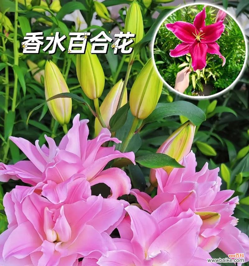 香水百合的花语是什么意思?香水百合象征着什么?