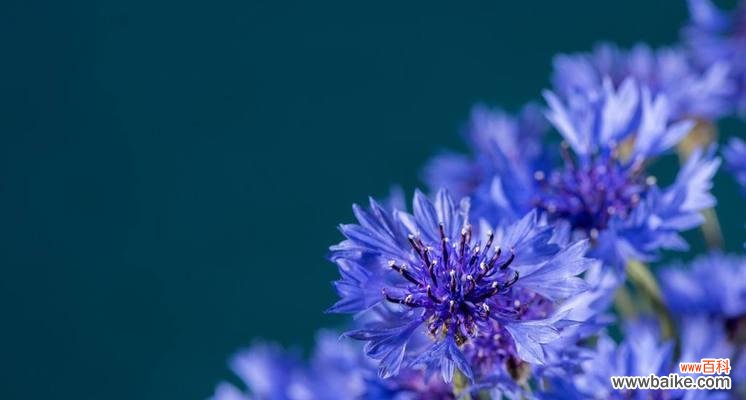 探索矢车菊的五彩世界,解读每一种颜色的隐藏花语 矢车菊花语大揭秘