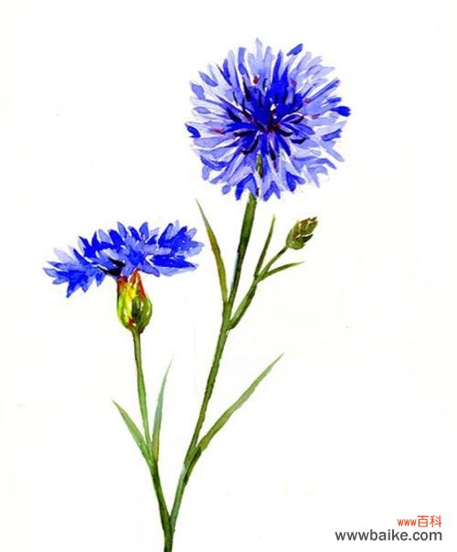 探索矢车菊的五彩世界,解读每一种颜色的隐藏花语 矢车菊花语大揭秘