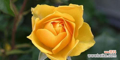 绽放感情的秘密，玫瑰的不同色彩 多彩玫瑰花语