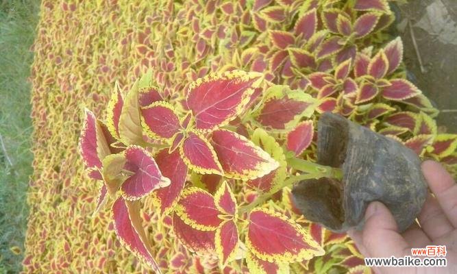 用彩叶草诠释自然之美，传达生命的多样色彩 彩叶草花语-生机与多彩